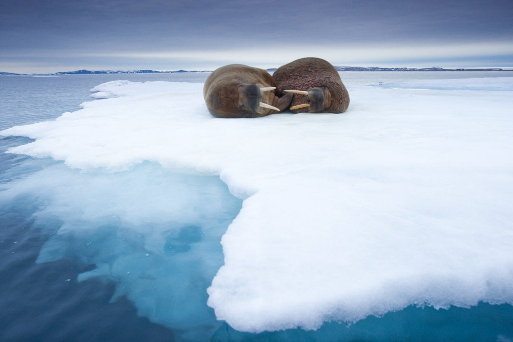 Detail of Sleeping walruses, Svalbard, Norway by Corbis