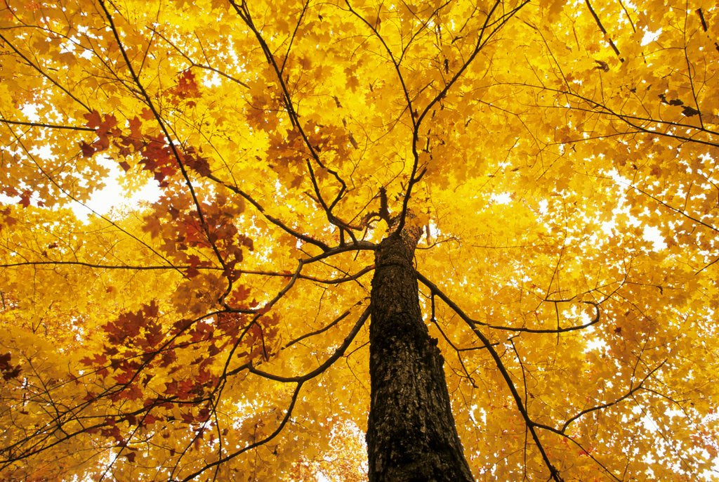 Detail of A Sugar Maple (Acer Saccharum) in Fall Colours, Mississagi Provincial Park, Ontario, Canada by Corbis