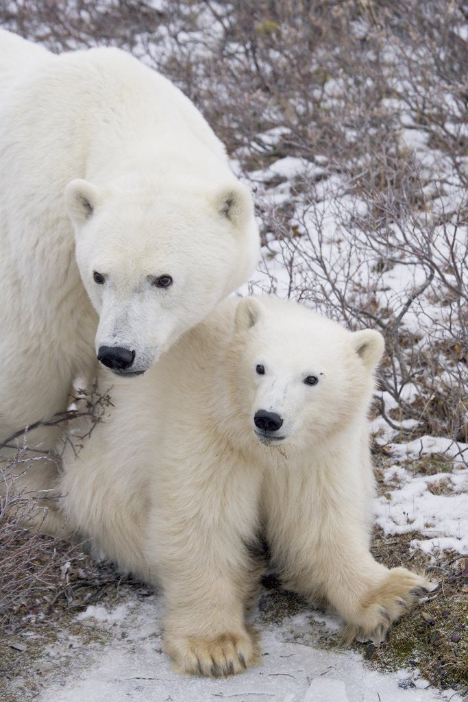 Detail of Polar Bear, Ursus Maritimus, Sow and Cub in the Churchill Wildlife Management Area, Hudson Bay, Churchill, Manitoba, Canada. by Corbis