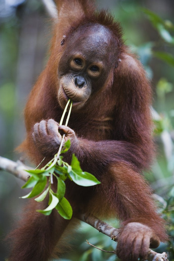 Detail of Sub adult male orangutan by Corbis