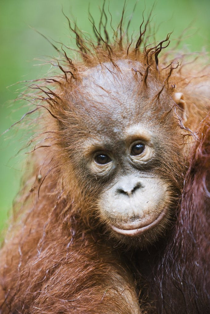 Detail of Orangutan baby by Corbis