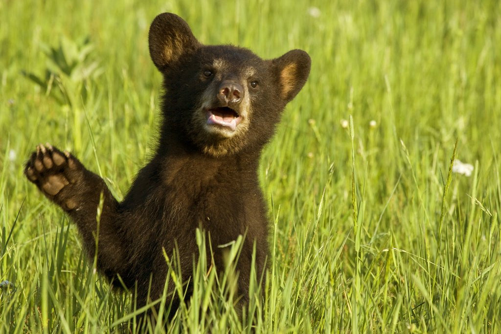 Detail of Black bear cub in green grass by Corbis