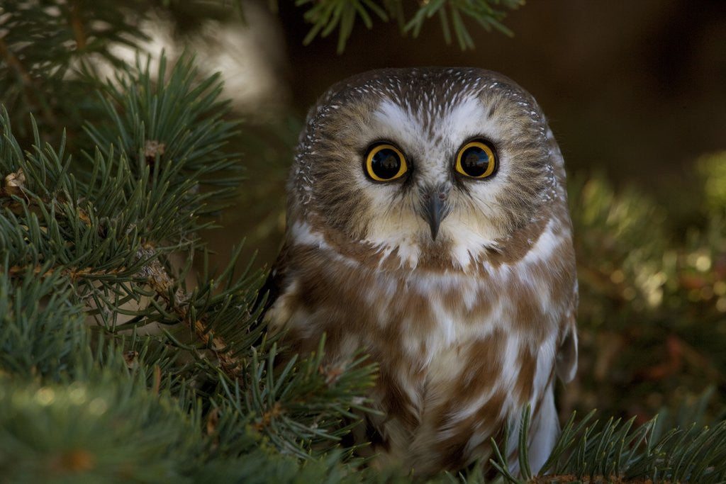 Detail of Saw-whet owl in pine tree by Corbis