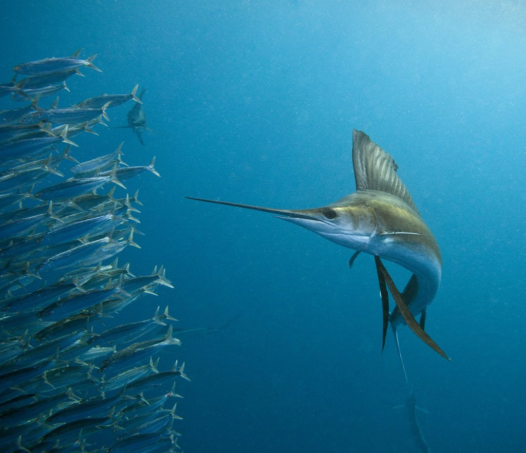 Detail of Sailfish feeding on Brazilian sardines by Corbis