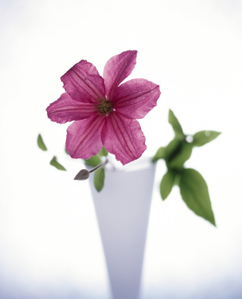 Detail of Purple clematis by Corbis