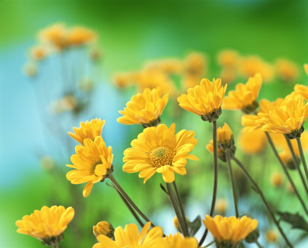 Detail of Yellow Chrysanthemums by Corbis