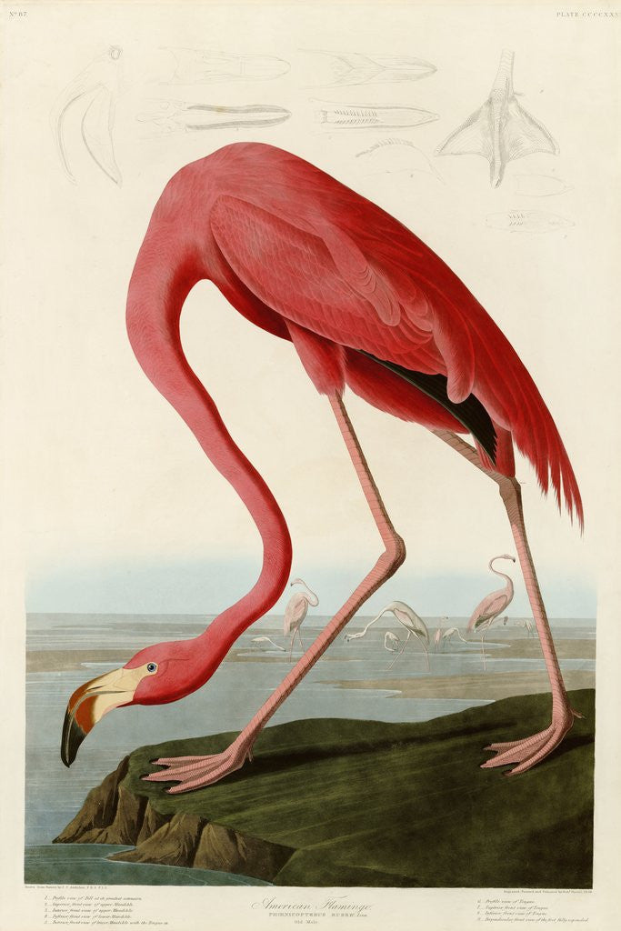 Detail of American Flamingo by John James Audubon