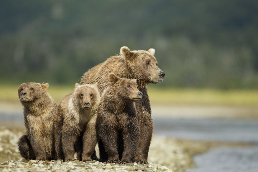 Detail of Brown Bear and Cubs, Katmai National Park, Alaska by Corbis