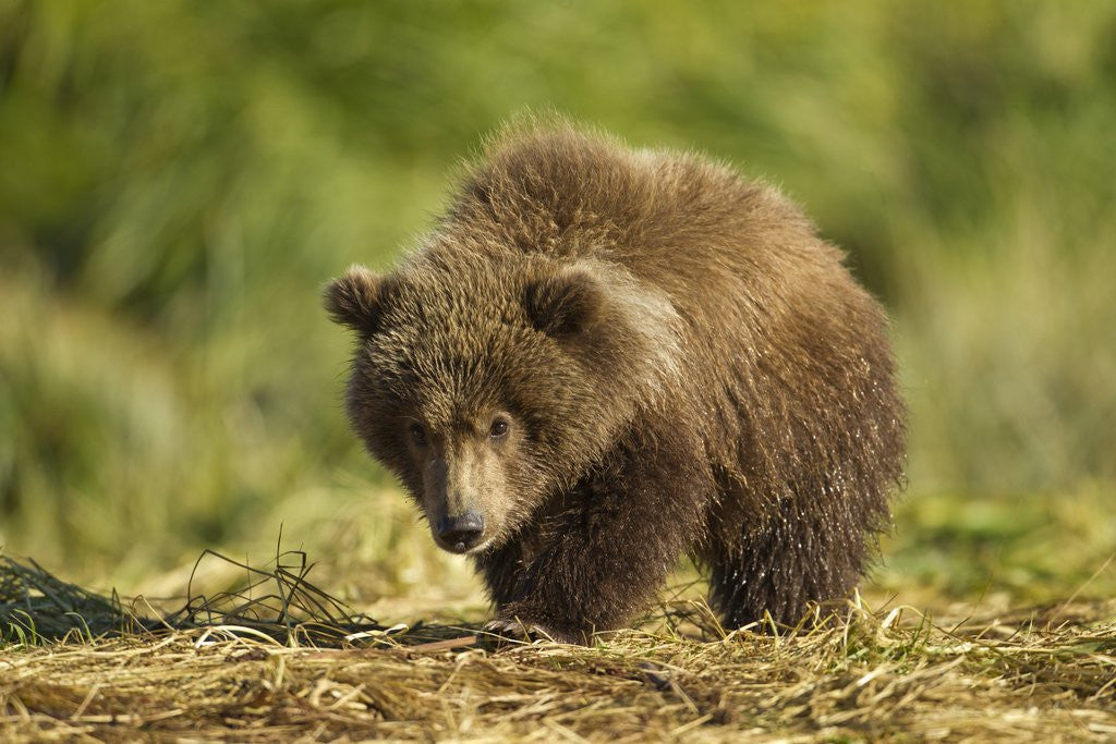 Detail of Brown Bear Spring Cub, Katmai National Park, Alaska by Corbis