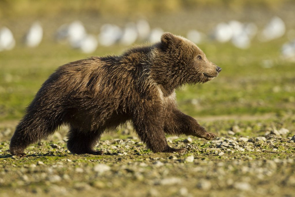 Detail of Brown Bear Spring Cubs, Katmai National Park, Alaska by Corbis