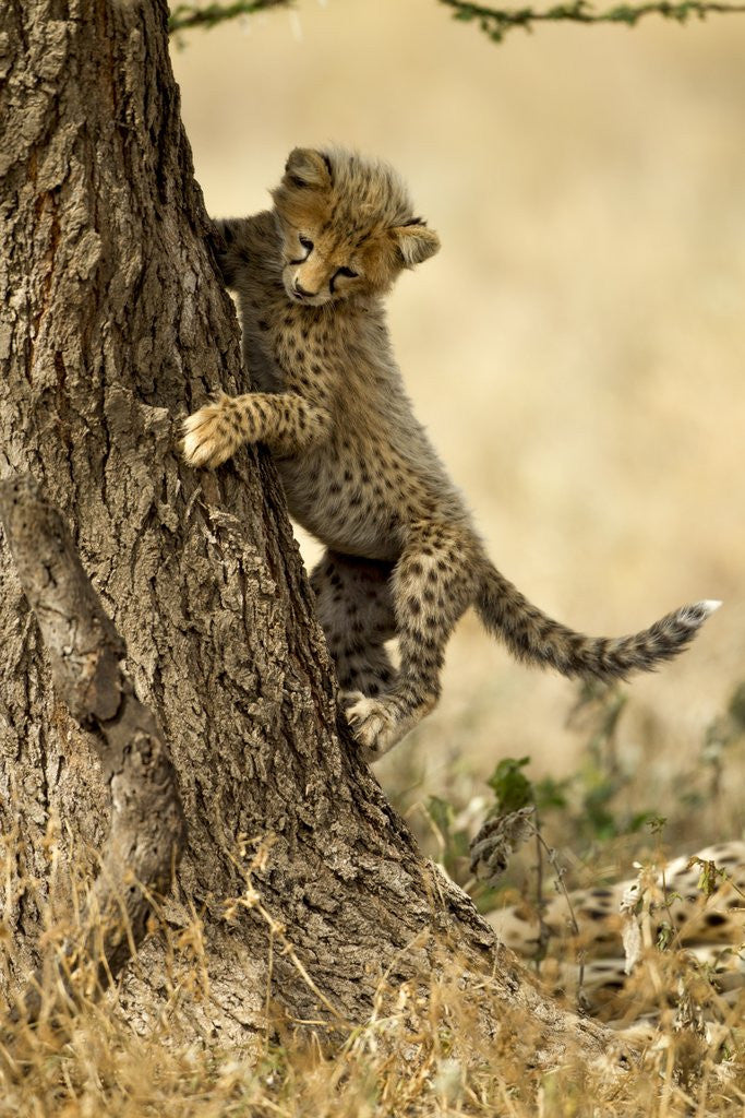 Detail of Cheetah Cub by Corbis