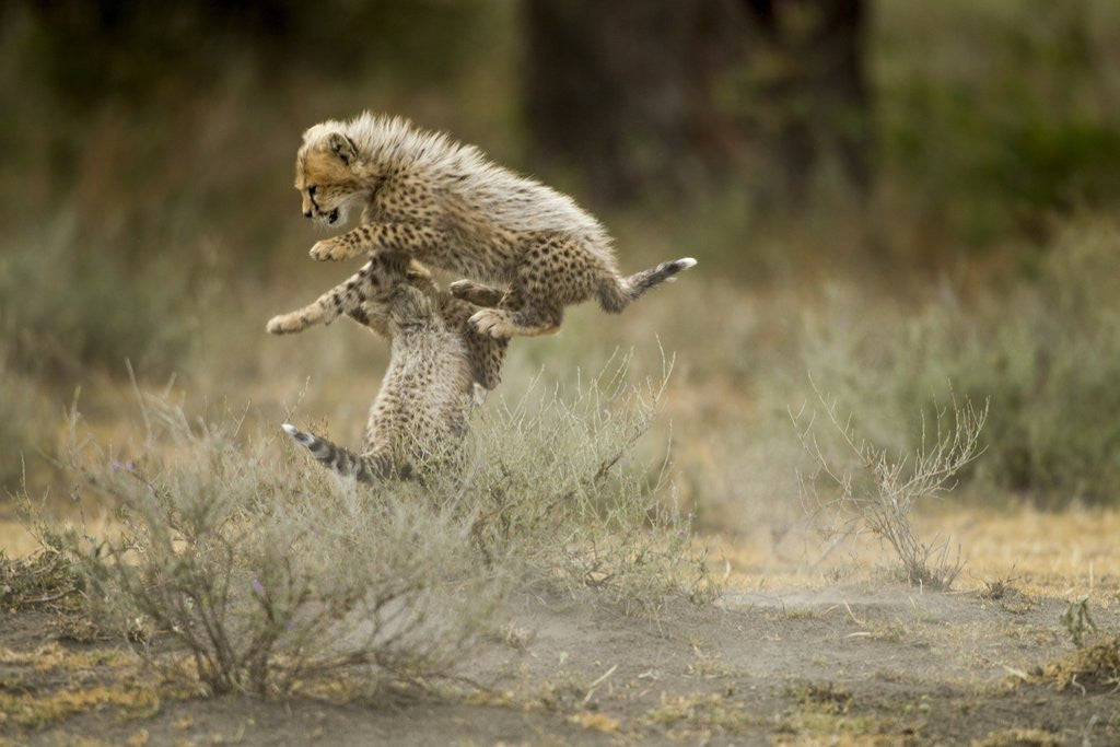 Detail of Cheetah cubs playing at Ngorongoro Conservation Area by Corbis