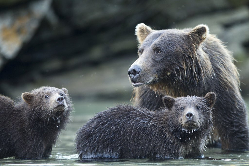 Detail of Brown Bear and Cubs, Katmai National Park, Alaska by Corbis