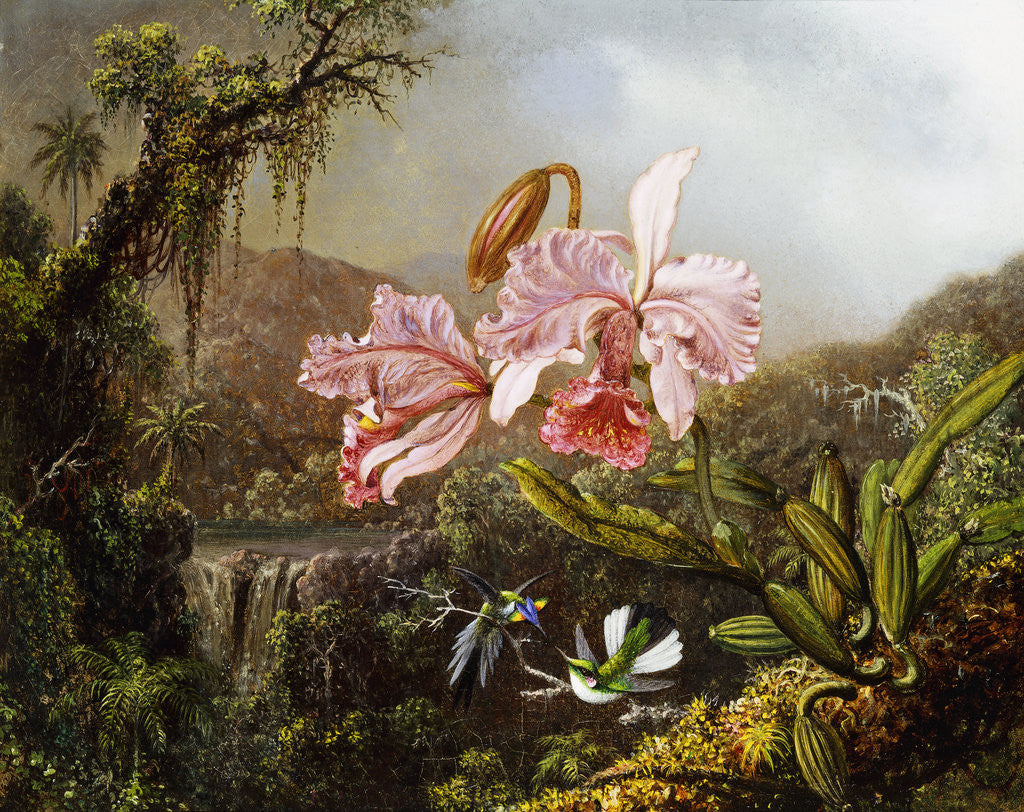 Detail of Orchids and Hummingbirds in a Brazilian Jungle by Martin Johnson Heade