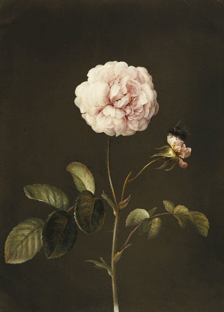 Detail of A Gallica Rose with a Bumblebee by Barbara Regina Dietszch
