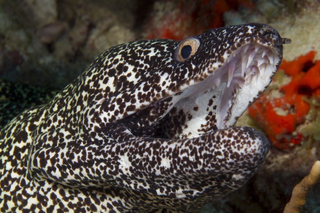 Detail of Spotted moray eel (Gymnothorax moringa) by Corbis