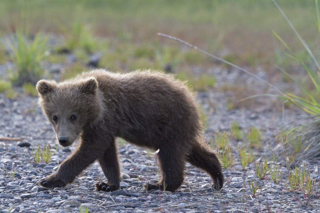 Detail of Scrawny Grizzly Bear Cub by Corbis