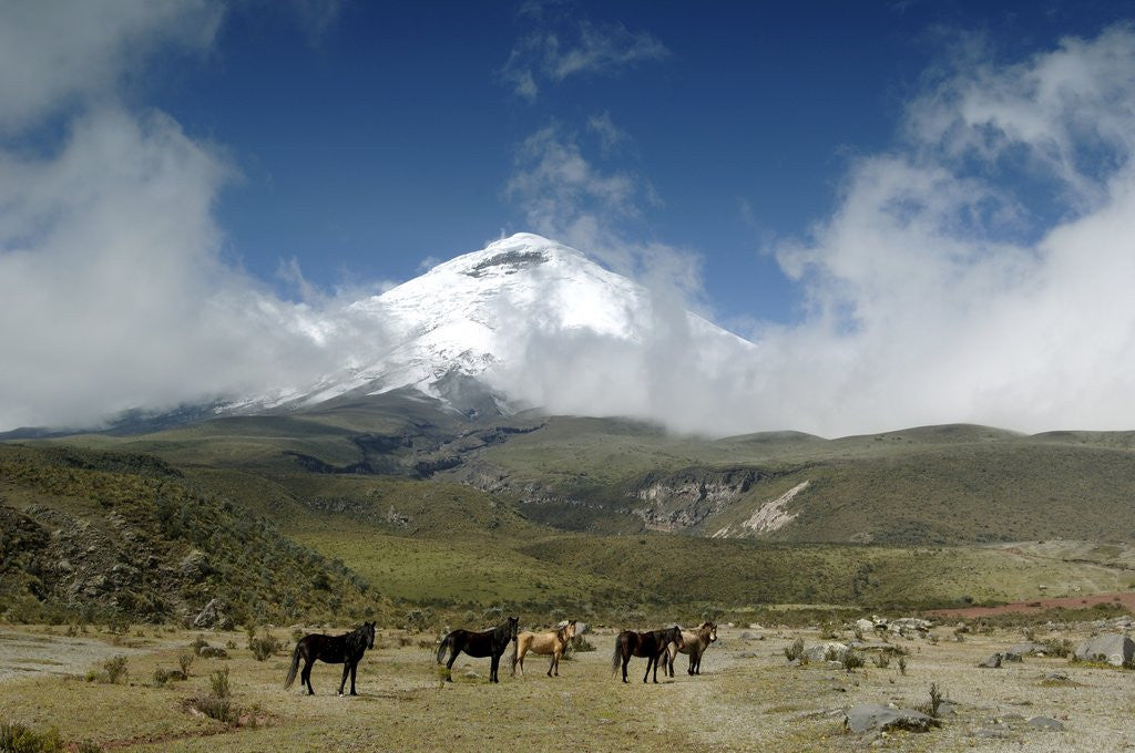 Detail of Horses in Cotopaxi National Park by Corbis