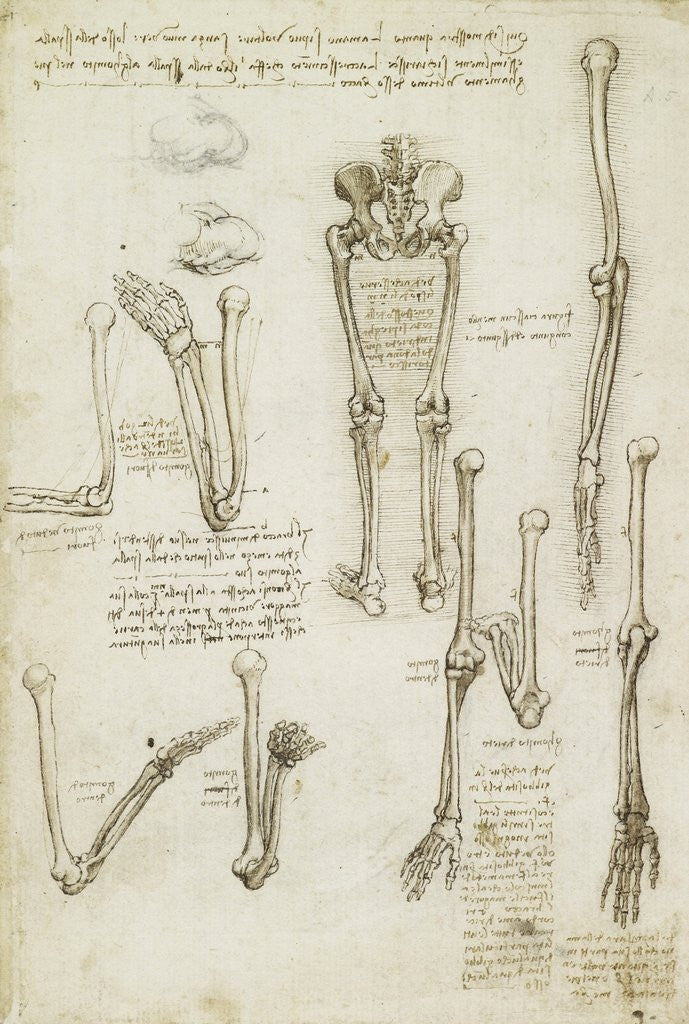 Detail of Drawing of the Bones of the Arm and Leg by Leonardo da Vinci.