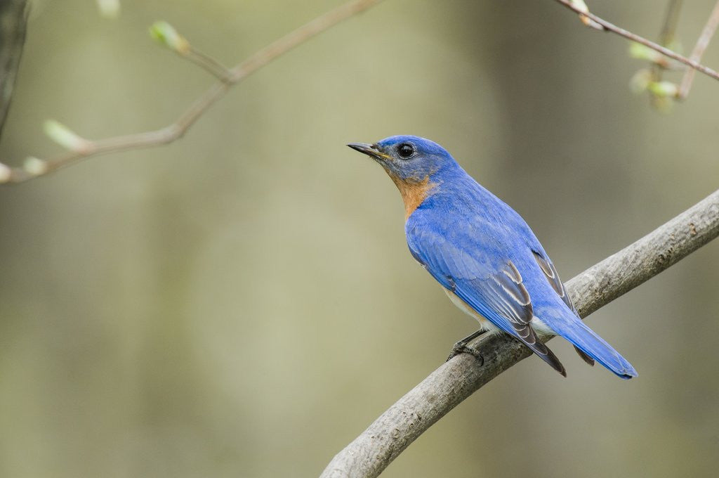 Detail of View of Eastern Bluebird perching on branch by Anonymous