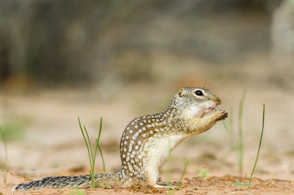 Detail of Mexican Ground Squirrel by Corbis