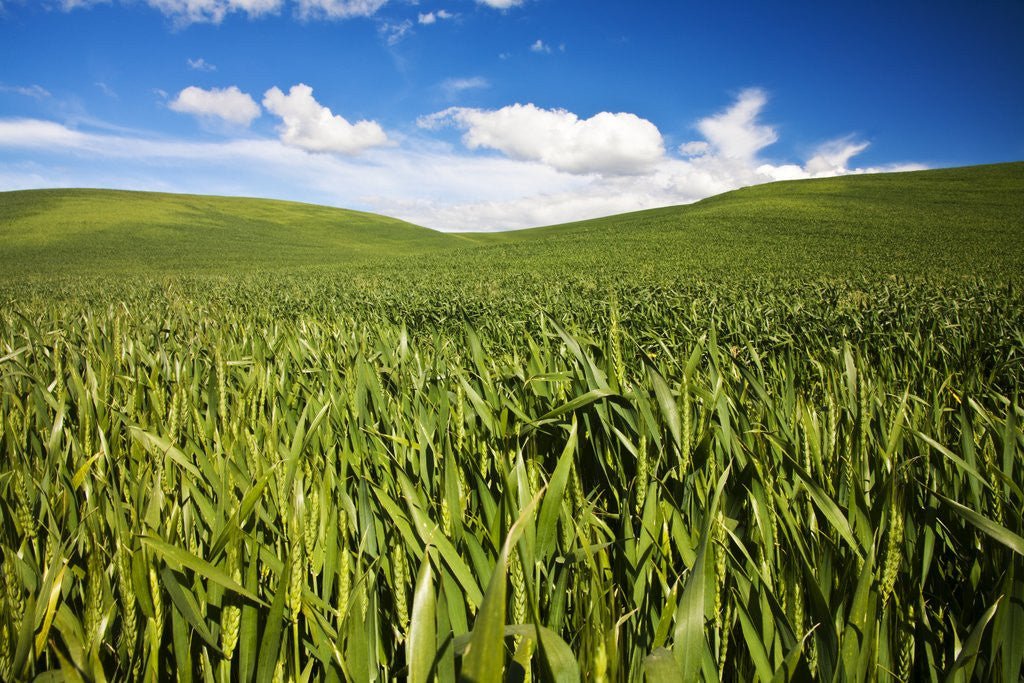 Detail of Rolling Hills of Green Spring Wheat and puffy Clouds by Anonymous