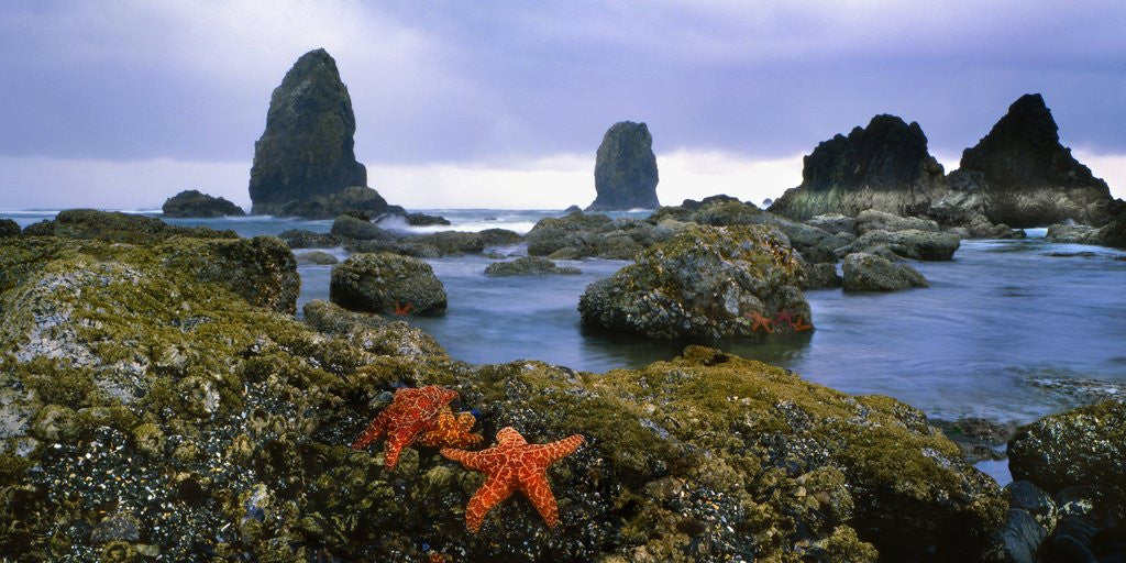 Detail of Cannon Beach panoramic by Corbis