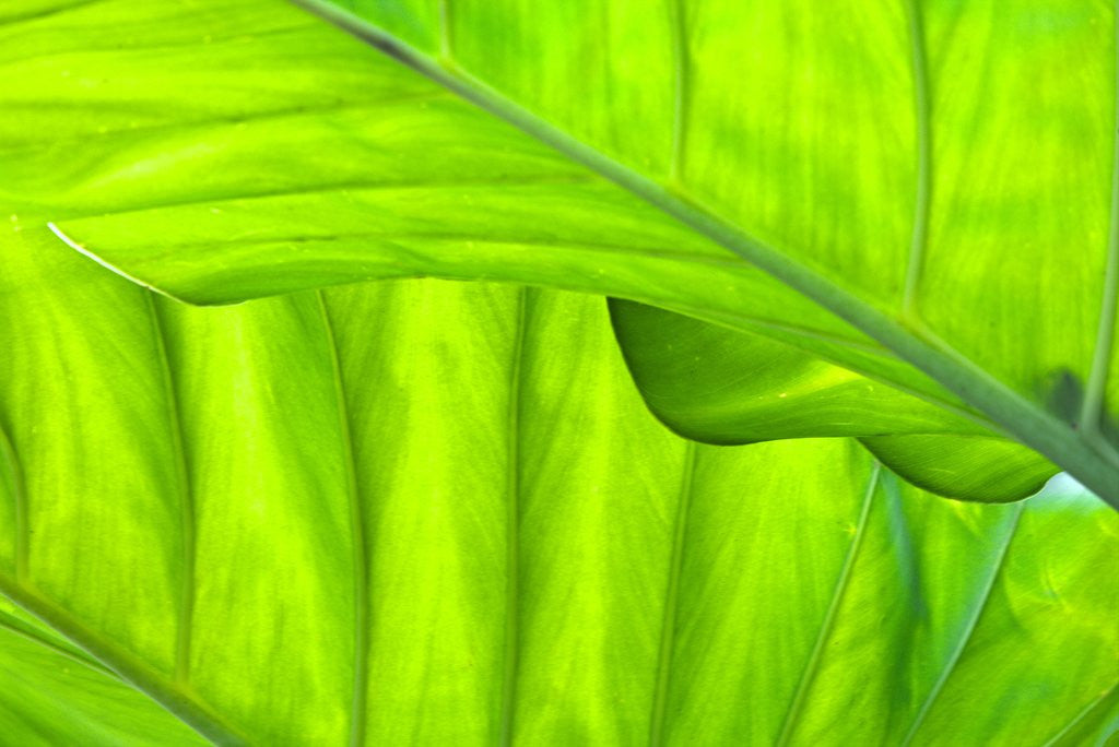 Detail of Tropical Gardens with philodendrons by Corbis