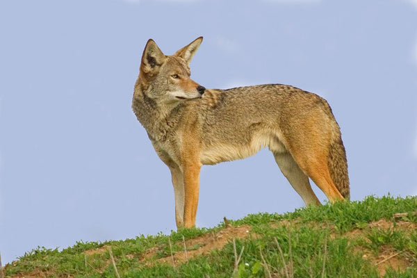 Coyote posters & prints by Anonymous