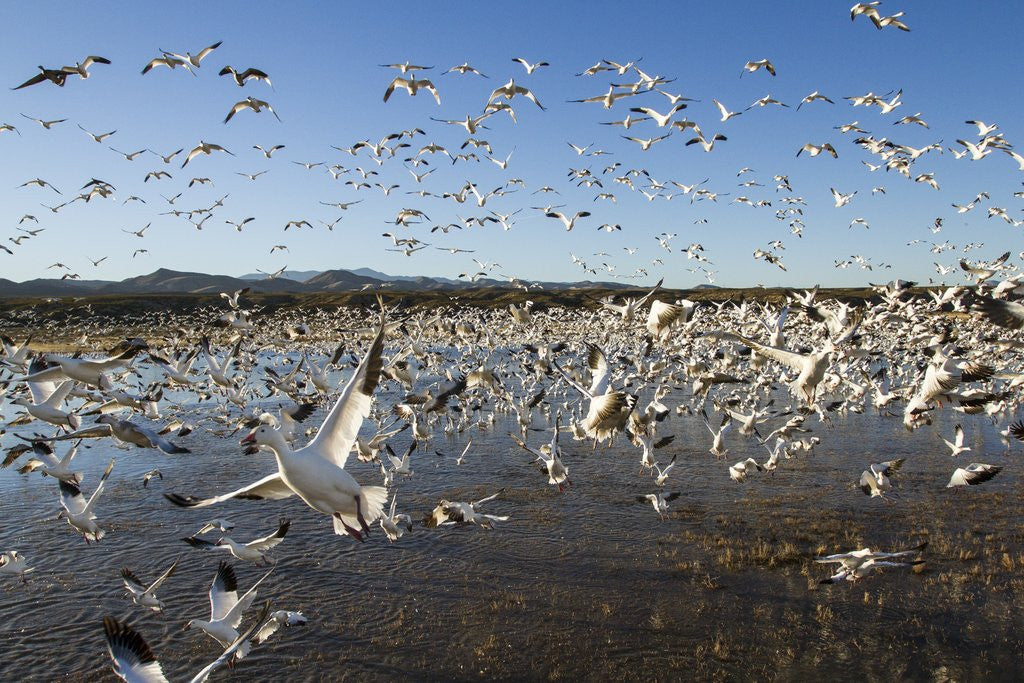 Detail of Snow Geese, Bosque del Apache National Wildlife Refuge, New Mexico by Corbis