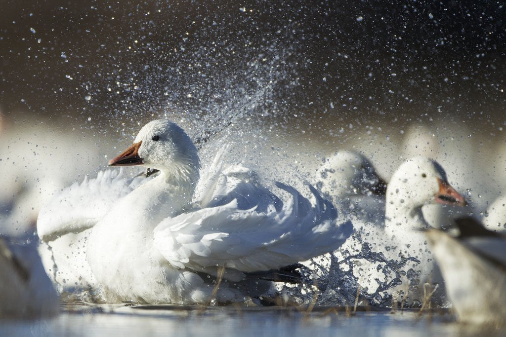 Detail of Snow Goose, Bosque del Apache National Wildlife Refuge, New Mexico by Corbis