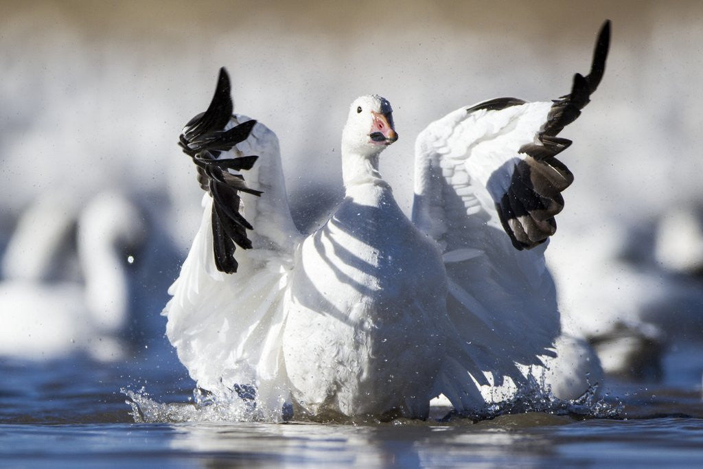 Detail of Snow Goose, Bosque del Apache National Wildlife Refuge, New Mexico by Corbis