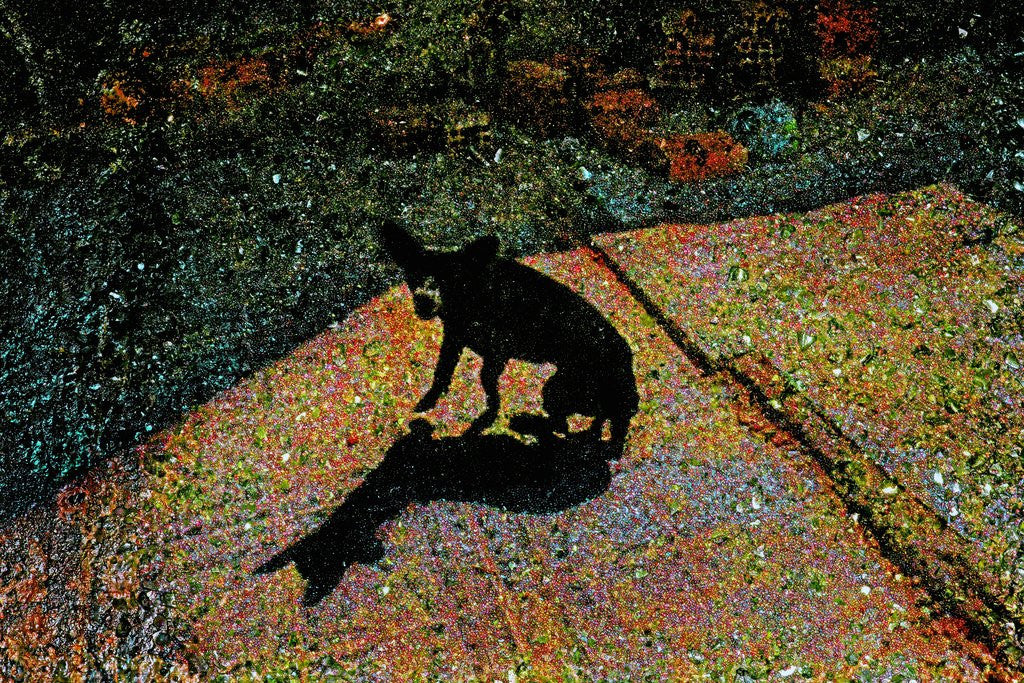 Detail of Dog by Corbis