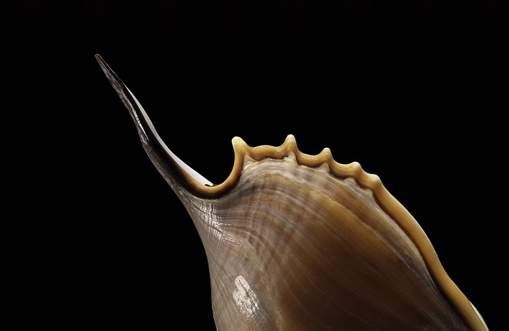 Detail of Tibia insulaechorab by Anonymous