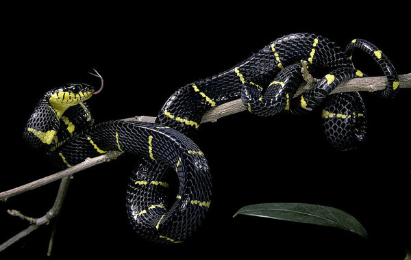 Boiga dendrophila melanota (mangrove snake)
