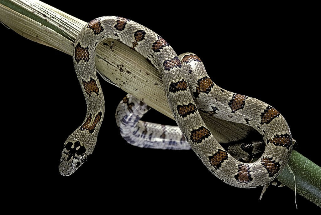 Detail of Lampropeltis mexicana (mexican kingsnake) by Corbis