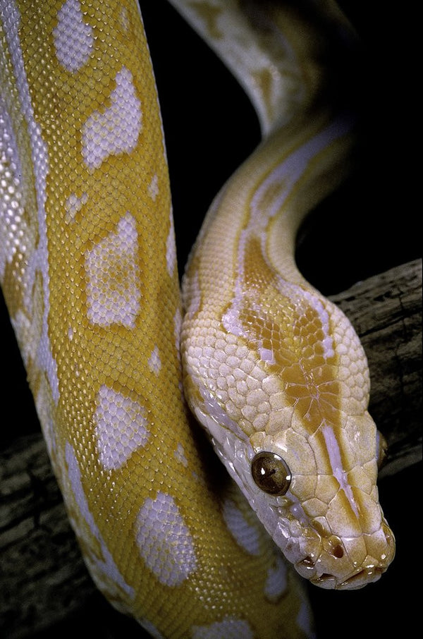 Green Labyrinth Burmese Python 2023 GREEN 100% Het Albino 50% Het