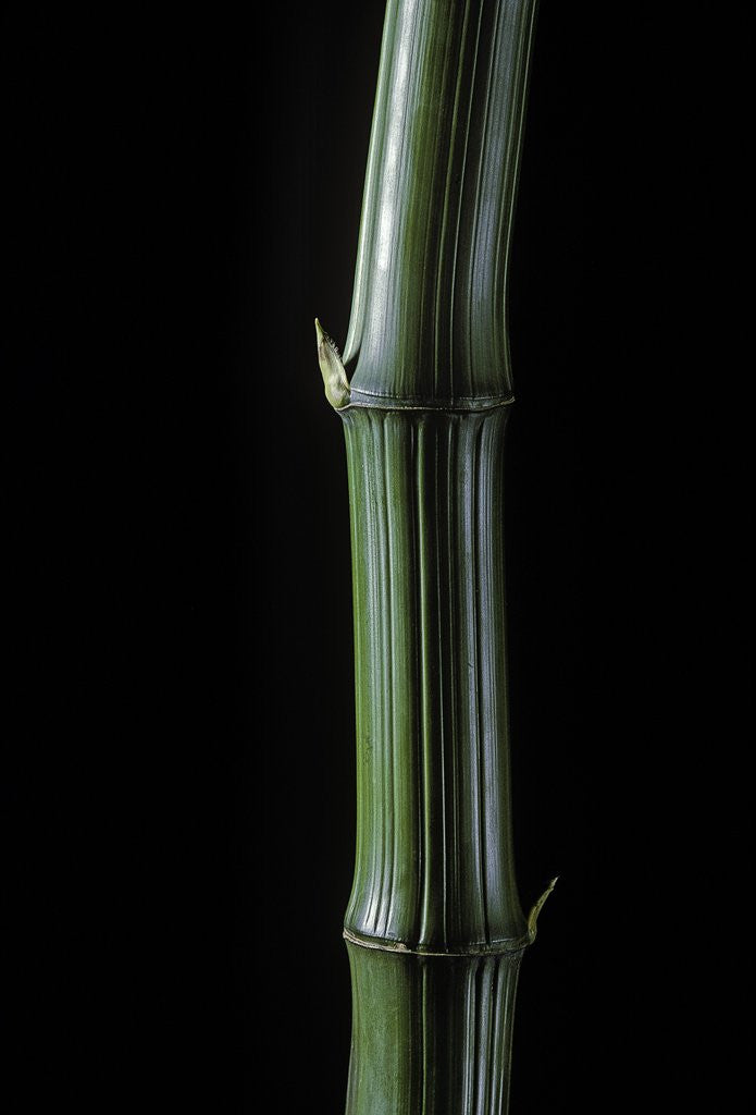 Detail of Phyllostachys bambusoides 'Marliacea' (Japanese timbler bamboo) by Corbis