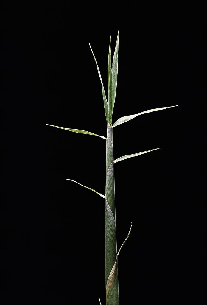 Detail of Pleioblastus gramineus (grass bamboo) - shoot by Corbis
