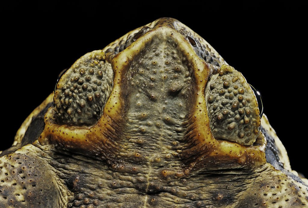 Detail of Rhinella schneideri (rococo toad) by Corbis