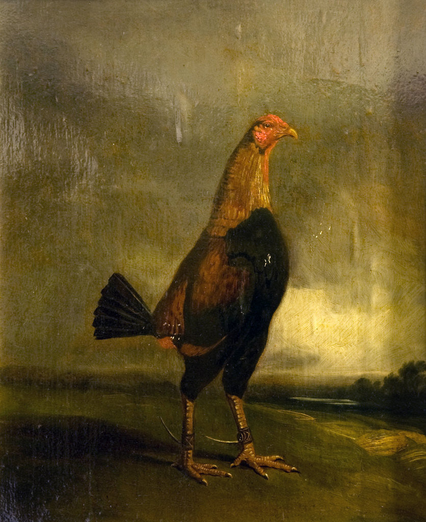 Detail of Fighting Cock in a Landscape by Henry Thomas Alken