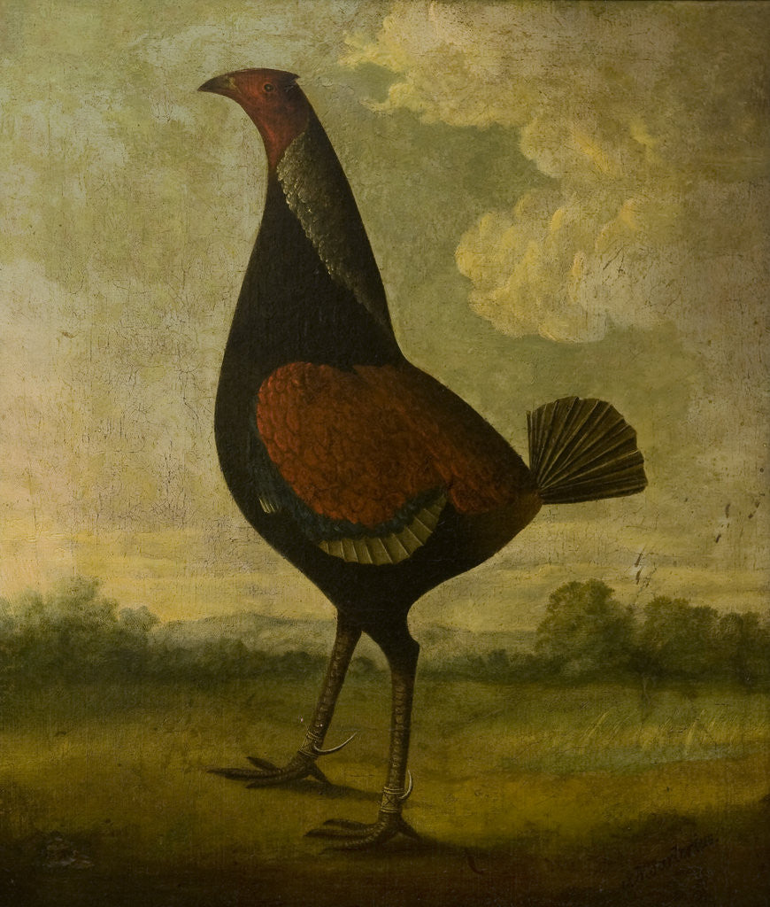 Detail of Fighting Cock by John Nost Sartorius