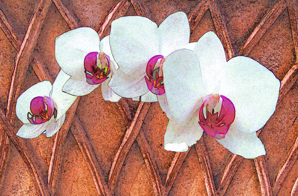 Detail of White Orchids by David Anslow