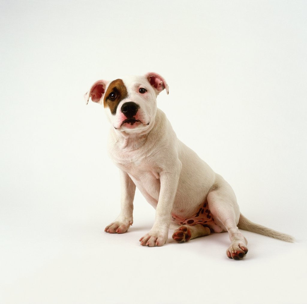 Detail of Staffordshire Bull Terrier Puppy by Corbis