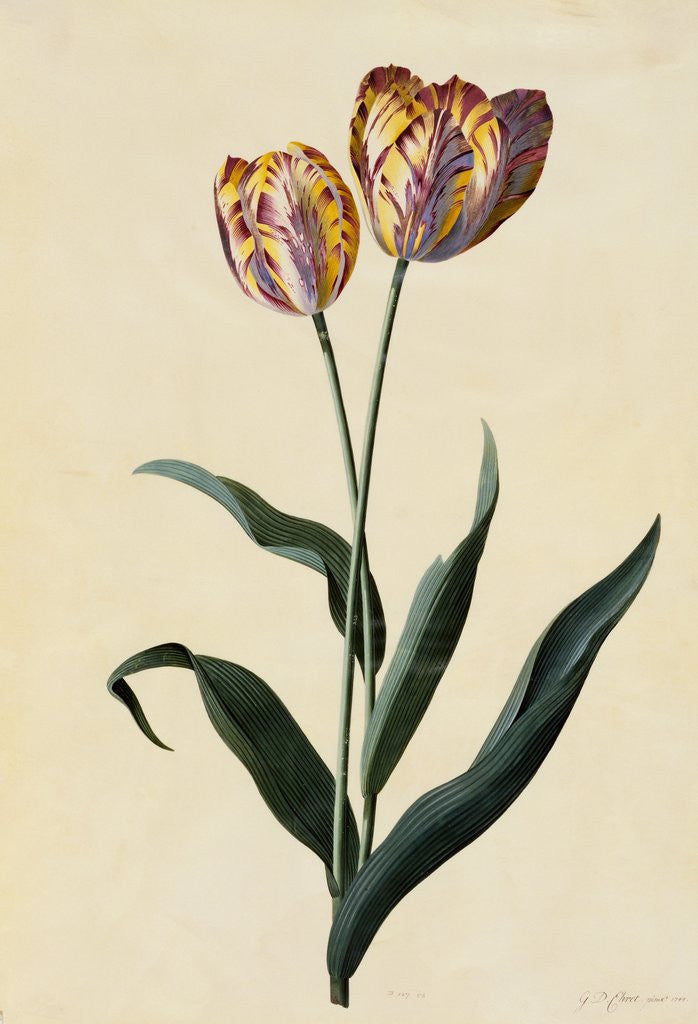 Detail of Botanical Print of Tulip by Johann Wilhelm Weinmann