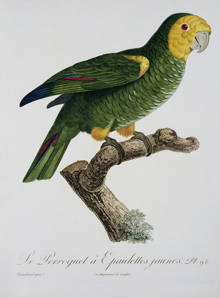 Detail of Yellow-Shouldered Parrot by Jacques Barraband