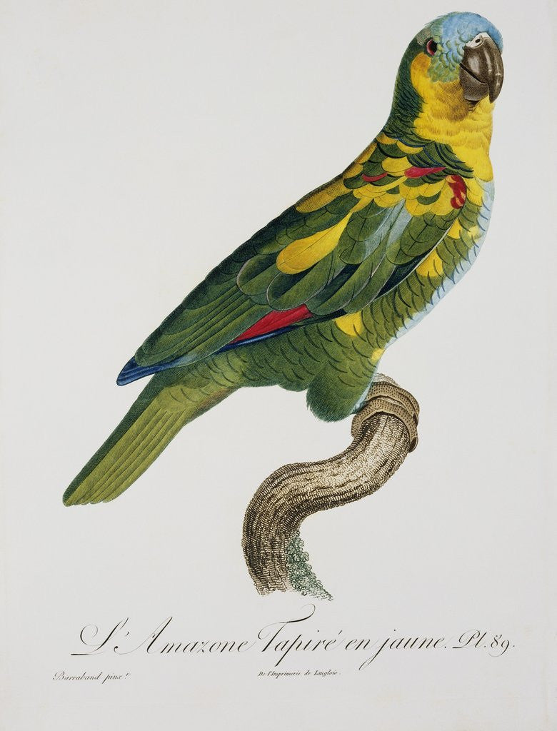 Detail of Print of an Amazon Parrot by Jacques Barraband