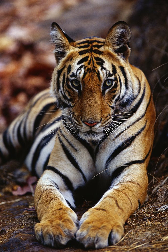 Detail of Young Female Tiger Lying on Rock by Corbis