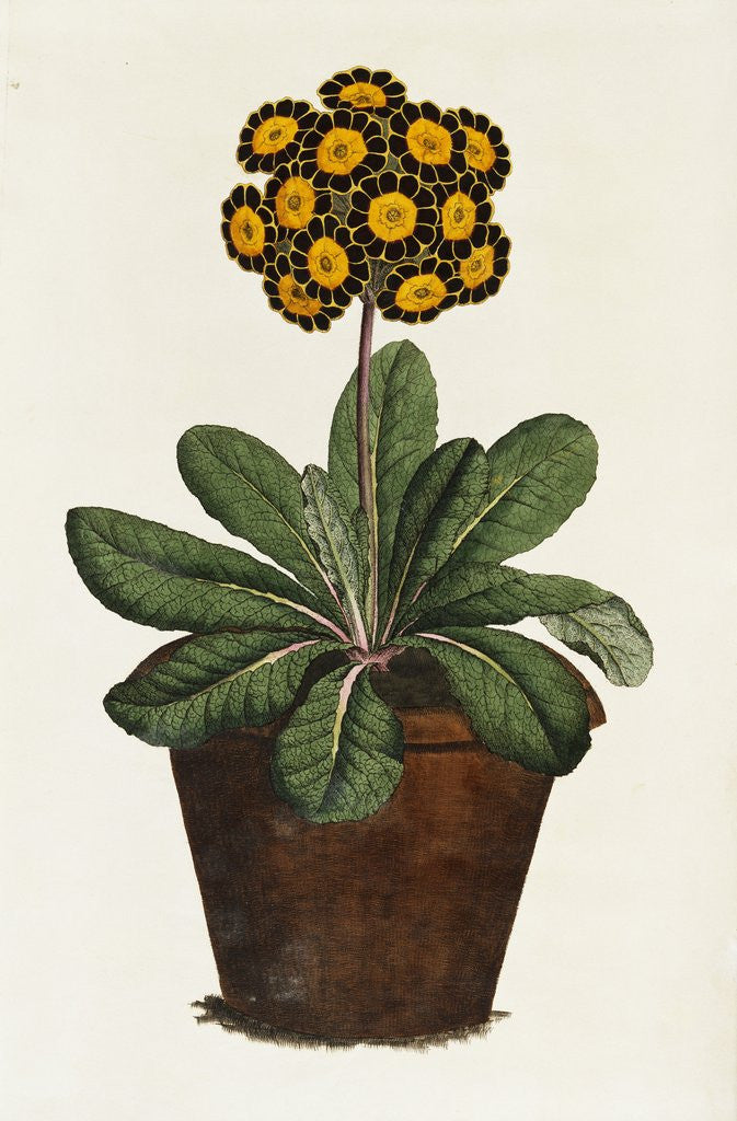 Detail of A Pot of Auricula French Print by Corbis