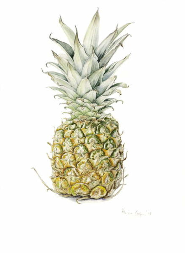 Detail of Ripe Pineapple, watercolour by Alison Cooper